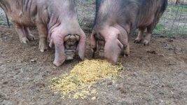 Откорм свиней для получения качественной свинины
