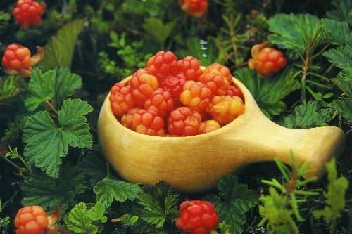 Где растет морошка. полезные свойства ягоды. применение морошки в народной медицине
