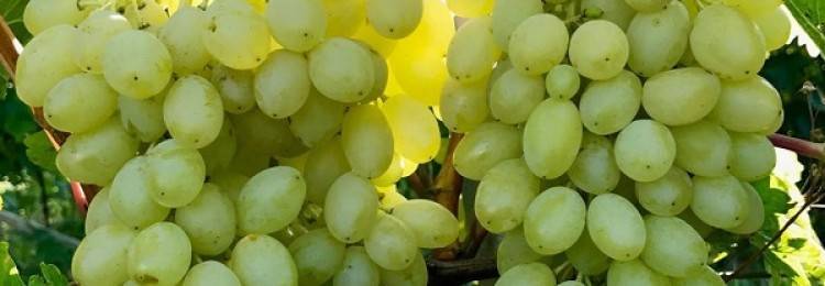 Виноград столетие: описание сорта и 7 правил ухода