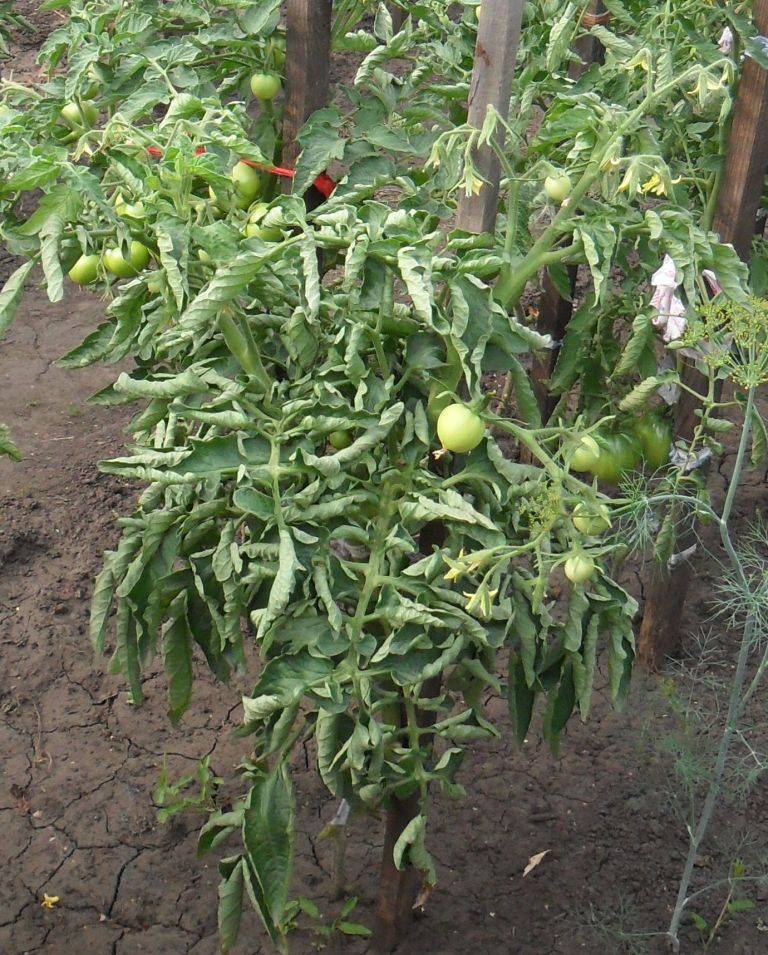 Что делать, если у помидоров скручиваются листья лодочкой