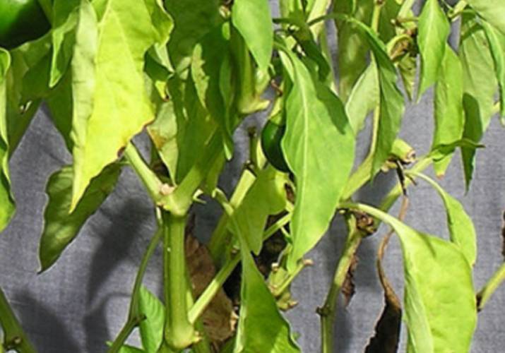 Почему желтеет перец и опадают листья: основные причины, первая помощь и методы восстановления поврежденного овоща своими руками (120 фото)