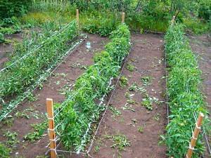 Советы по выращиванию томатов в открытом грунте