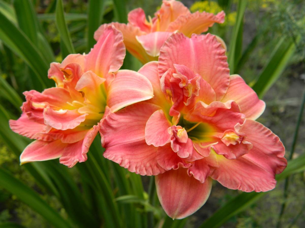 Чем подкормить лилии? как подкармливать их весной для пышного цветения в саду? правила подкормки летом в период бутонизации?