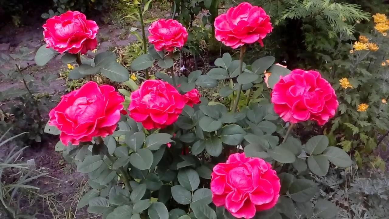 Роза мидсаммер