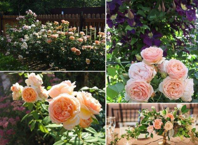 Пионовидные розы