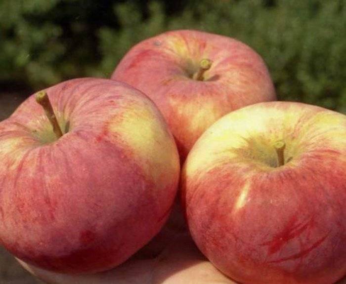 Скороплодная яблоня орловское полосатое: описание, фото