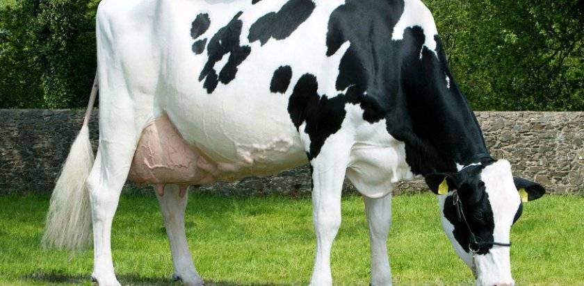 Образование молока у коровы