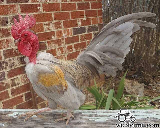 Голошейка — курица, похожая на индюка
