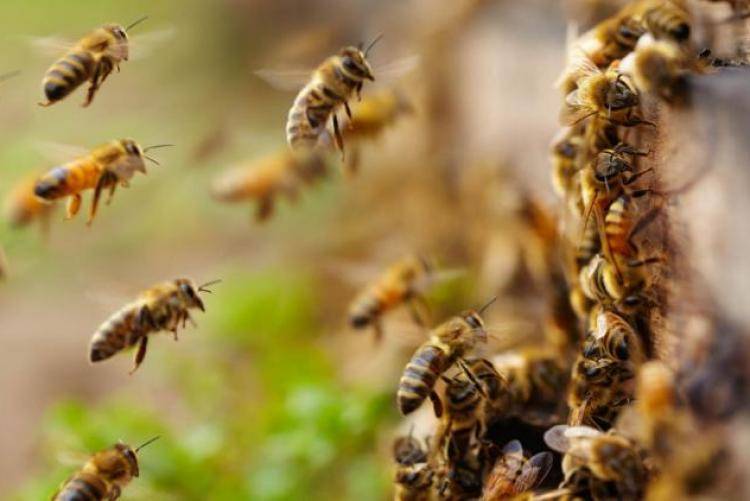 Состав и жизнь пчелиной семьи