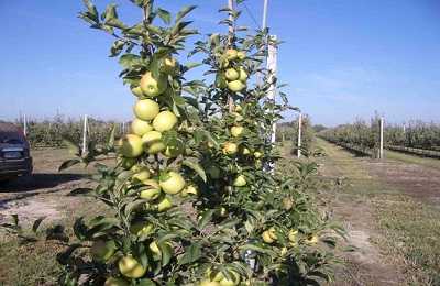Сорт яблони Голден Делишес: фото, опылители