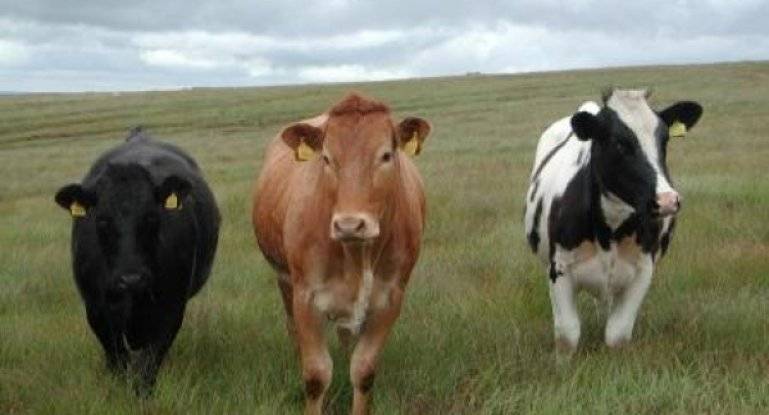 Айрширская порода коров (38 фото): характеристика крс айрширской породы, ее плюсы и минусы. какие показатели молока? особенности разведения