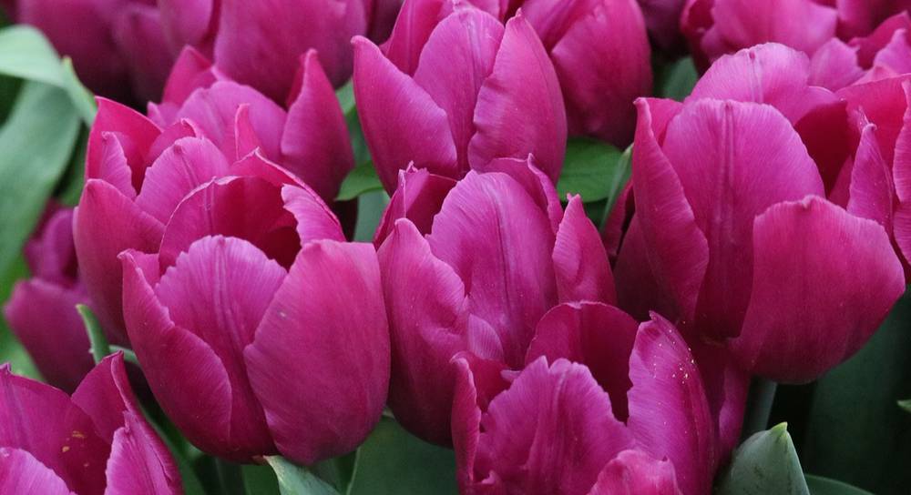 Многоцветковые тюльпаны – популярные сорта с фото