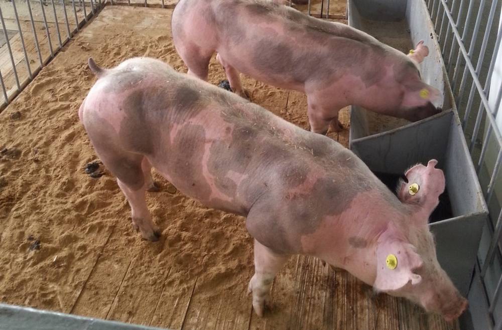 Основные мясные породы свиней