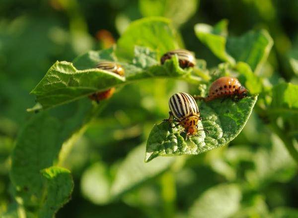 Как избавиться от колорадского жука на картошке навсегда народными и химическими средствами