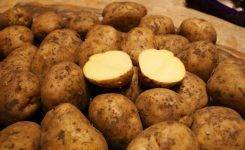 Особенности выращивания и ухода за сортом картофеля великан