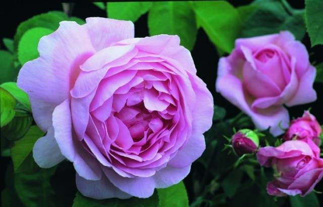 Английские розы (29 фото): описание лучших сортов, особенности роз «абрахам дерби» и «краун принцесс маргарет», «леди оф шалот», «воллертон олд холл» и других