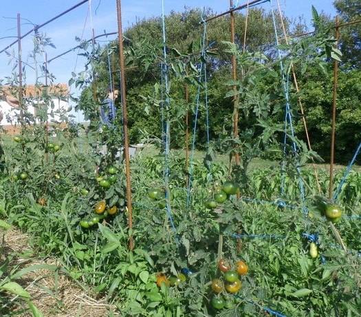 Выращивание томатов в открытом грунте и теплице в Подмосковье 