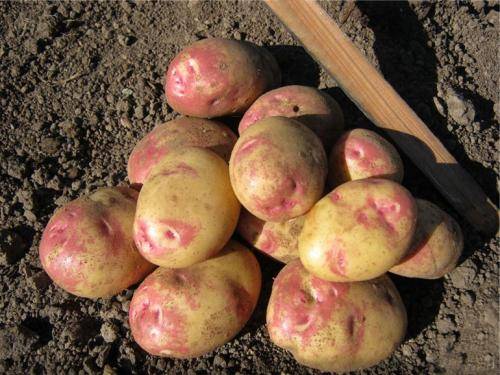 Сорт картофеля «рокко» – описание и фото