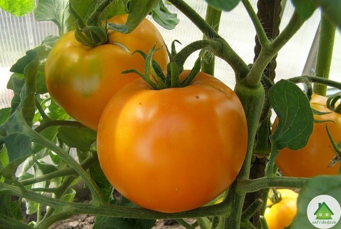 Сорт томата – хурма: характеристика, описание, отзывы садоводов