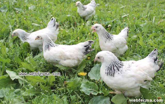 Адлерская серебристая порода кур (34 фото): описание цыплят и тонкости выращивания, отзывы