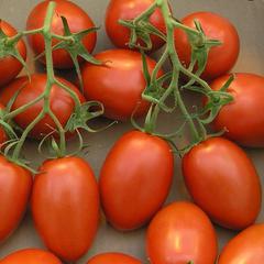 Раннеспелый сорт, идеальный для прохладного климата — томат «буян» и инструкция по его выращиванию