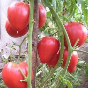 Крупноплодный сорт с деликатным вкусом для диетического питания — томат «царь колокол»