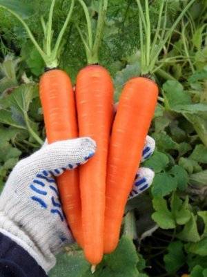 Когда сеять морковь в ленинградской области
