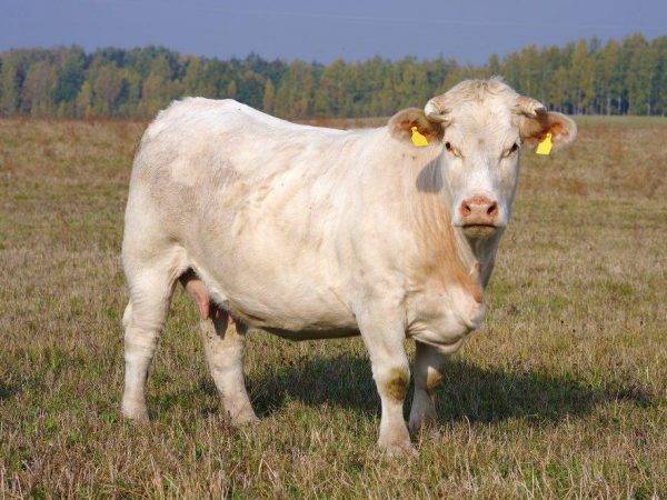 Айрширская порода коров (38 фото): характеристика крс айрширской породы, ее плюсы и минусы. какие показатели молока? особенности разведения