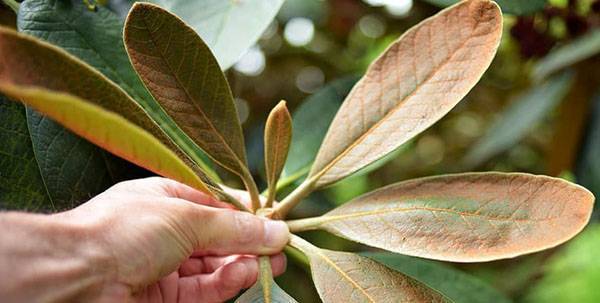 Сорта рододендрона листопадного: их описание, посадка и уход
