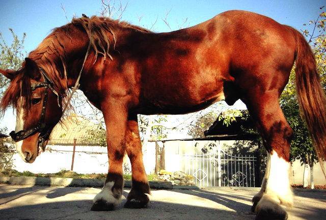 История карачаевской породы лошадей 2020