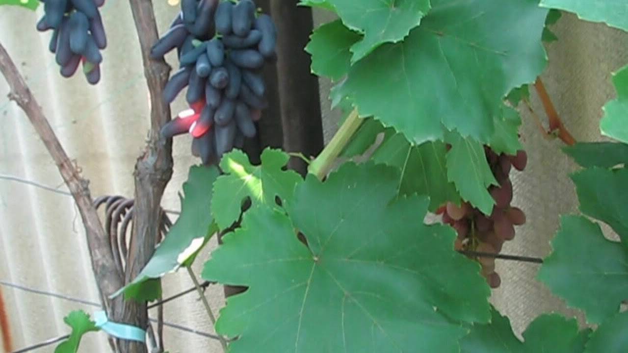 Хэллоуин виноград описание и фото