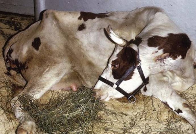 Мастит у коров: диагностика, лечение и профилактика заболевания. основные аспекты болезни и специфика болезни