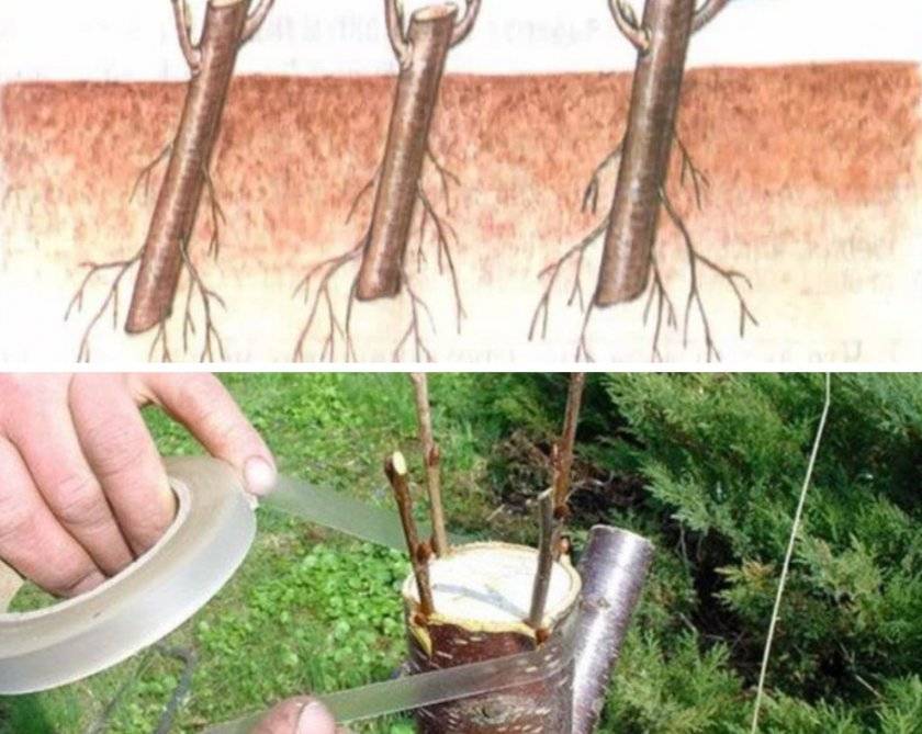 Абрикосовое дерево из косточки: выращиваем самостоятельно