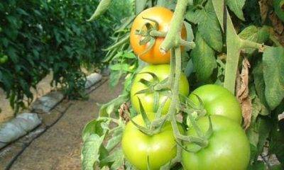 Подкормка помидоров в теплице: график, виды удобрений, особенности ухода