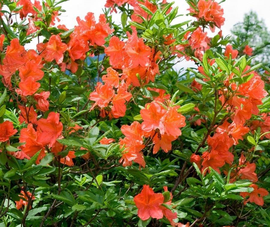 Каковы особенности цветения азалии «мандарин лайтс» и ухода за растением?