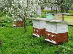 Секреты и особенности содержания пчел в многокорпусных ульях