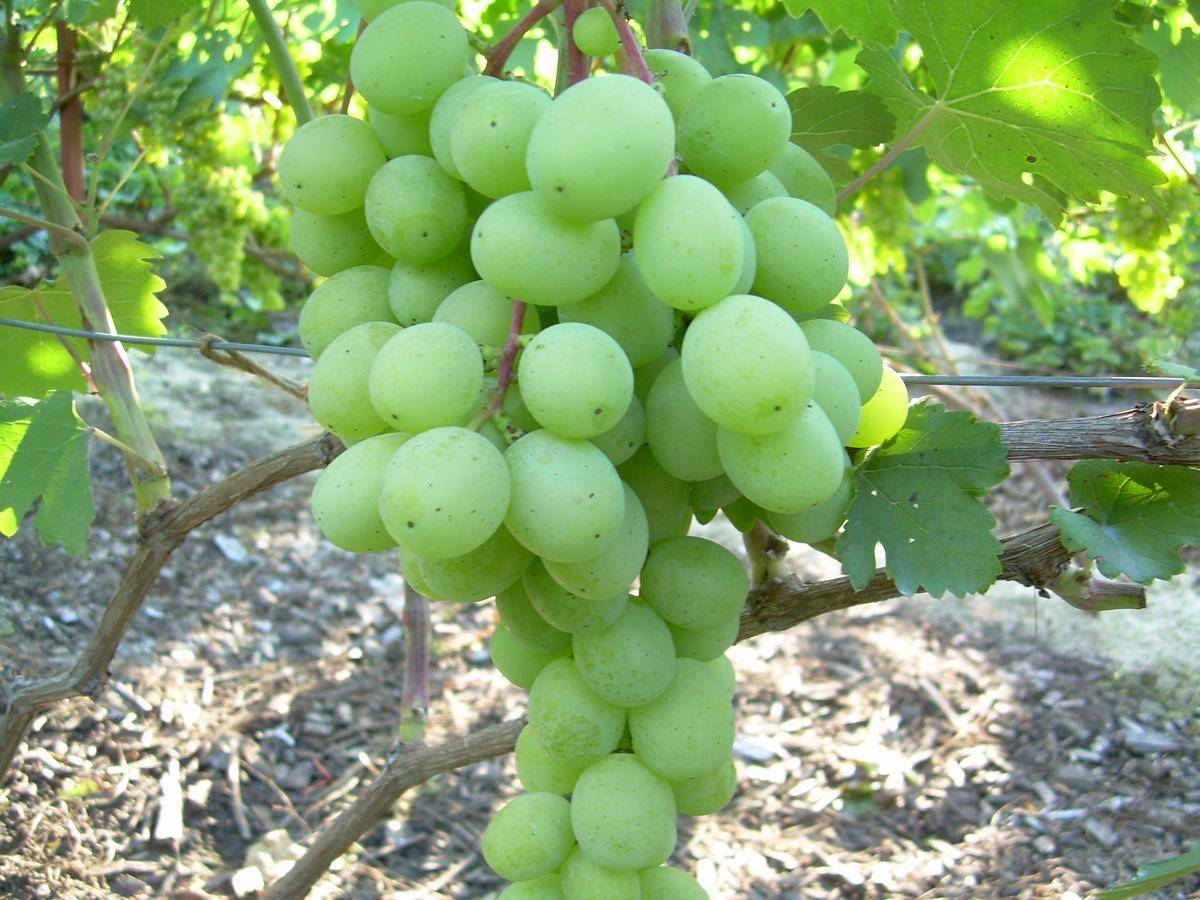 Сорта винограда красохиной с.и: описание, характеристики, история выведения, фото