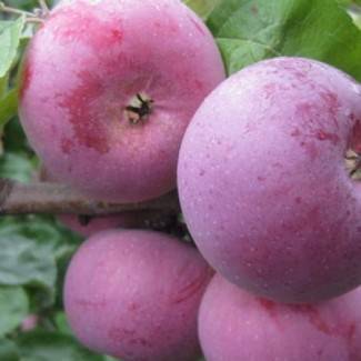 Вкуснейшая яблоня народное: описание, фото
