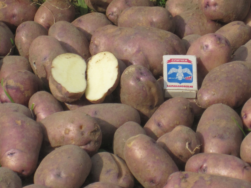 Выбор садоводов центрального и северного регионов — картофель диво: описание сорта и отзывы