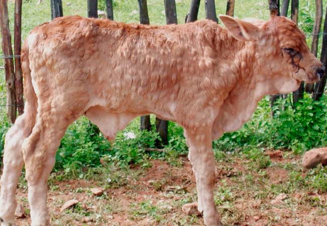 Оспа у коровы на вымени (коровья оспа): симптомы, лечение, вакцина