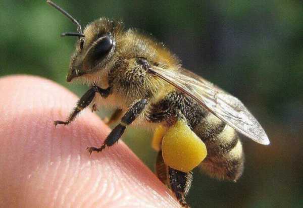 Производство меда: как пчелы и шмели собирают пыльцу