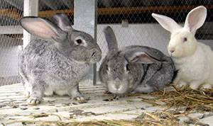 Болезни кроликов: симптомы и их лечение в домашних условиях