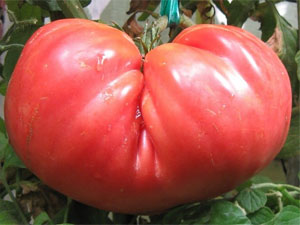 Описание, характеристика и особенности выращивания томата розовый гигант
