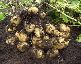 Посадка картофеля весной в открытый грунт: сроки высадки клубней и технология выращивания