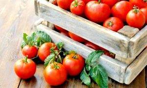 Простая и эффективная подкормка для помидоров из дрожжей: плюсы и минусы, способ приготовления и другие нюансы