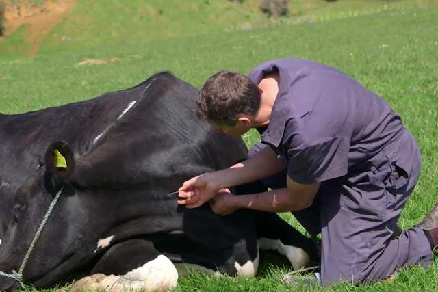 Как лечить ацидоз у коров