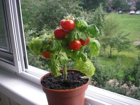 Комнатные помидоры — выращивание зимой на окне