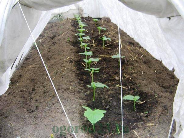 Огурцы: посадка и уход в открытом грунте, как вырастить из семян, фото