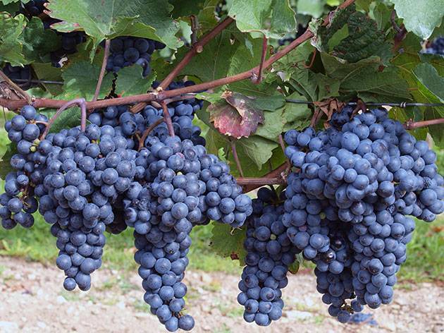 Виноград «изабелла» — гонимая иностранка