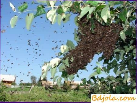Роение пчел - начинающему пчеловоду